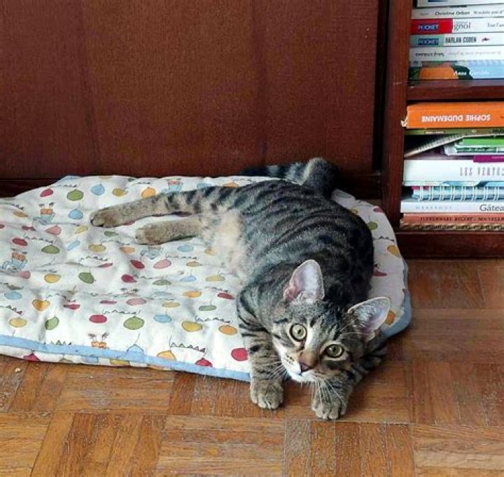 Adoption de Booly Moyen chat europ&eacute;en, r&eacute;gion &Icirc;ledeFrance