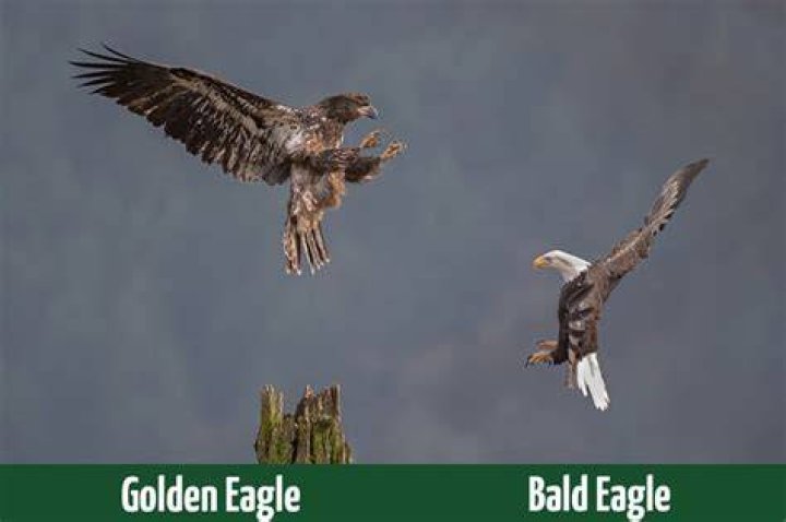 Bald Eagle and Golden Eagle Tail Feathers
