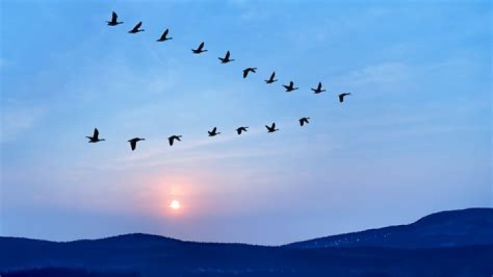 Birds fly on the sky through the clouds HD wallpaper Wallpaper