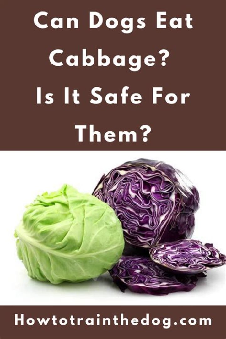 Can Dogs Eat Purple Cabbage? Discover The Surprising Benefits Vet Advises