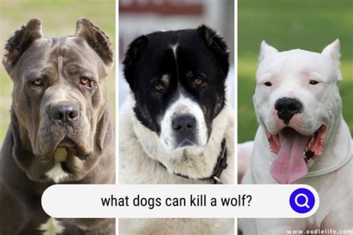 Can I Kill A Dog That Attacks My Dog