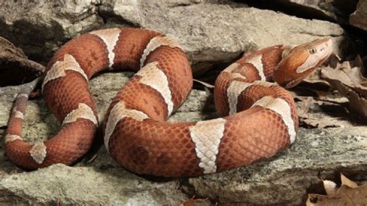 Copperhead (BREC's Fauna Conservation Park Guide) &middot; NaturaLista Mexico