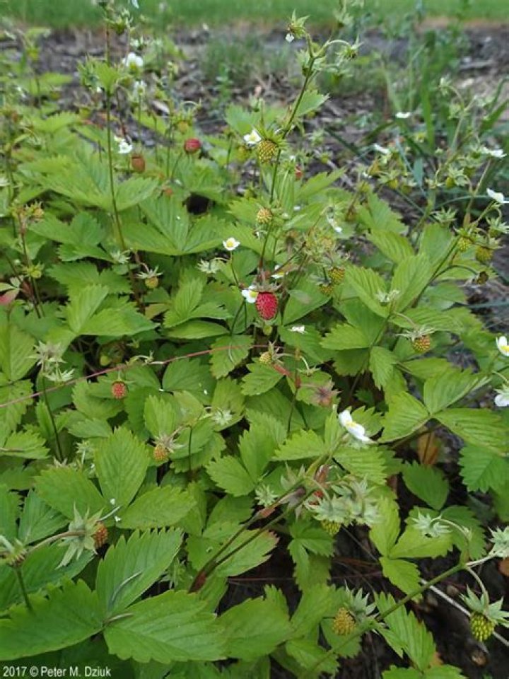 Fragaria Vesca Minnesota