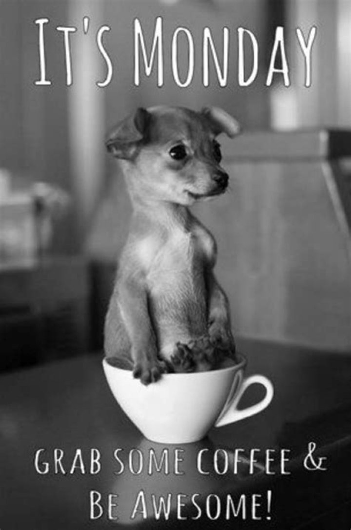 Funny Pictures About Monday That Help Get You Through Monday Snappy