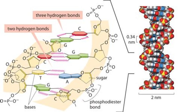 Image result for hydrogen bonding hydrophobic bond phosphodiester bond