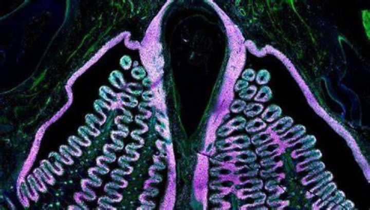 Newly discovered organ may be the largest in the human body