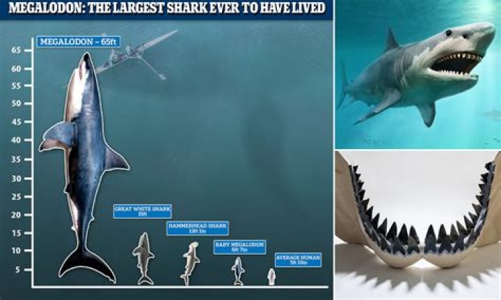 Reimagining the Megalodon, the World's Most Terrifying Sea Creature