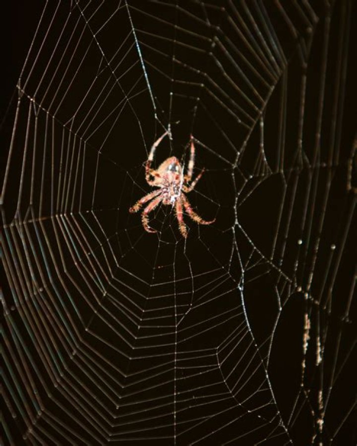 Spiders in the fall. Spider, Fall, Insects