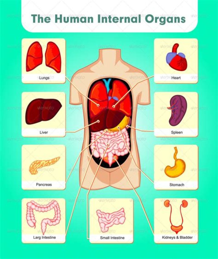 The Human Internal Organs Preview