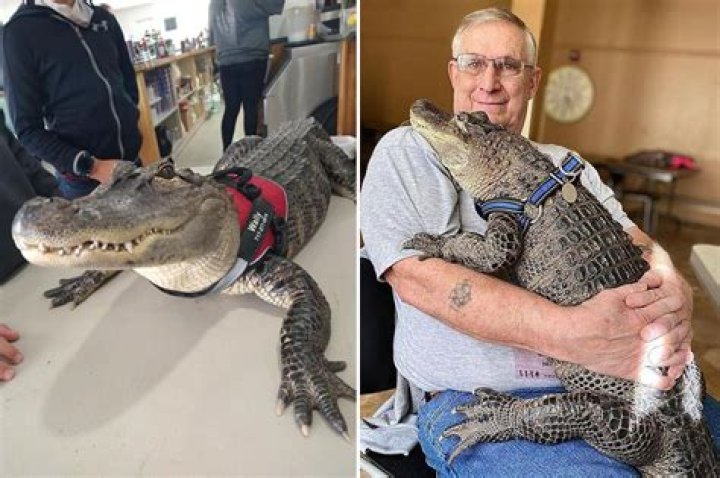 Wally, The Emotional Support ALLIGATOR, Nominated For America's
